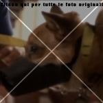 cesar-millan-striscia-la-notizia