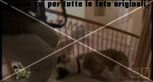 cesar-millan-striscia-la-notizia-2