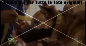 cesar-millan-striscia-la-notizia