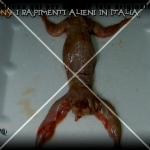 mistero-abductions-rapimenti-alieni (10)