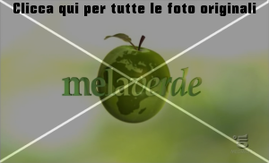 logo-melaverde