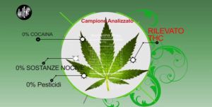 pelazza-marijuana-5