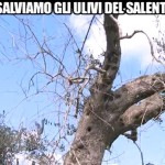 iene-ulivi-del-salento-3