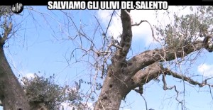 iene-ulivi-del-salento-3