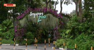 Zoo di Singapore