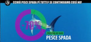 iene-pesce-spada-mediterraneo-2