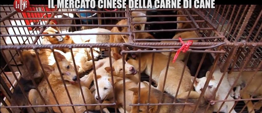 iene-mercato-carne-cane-cina