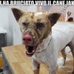 le-iene-jako-bruciato-vivo-1