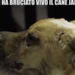 le-iene-jako-bruciato-vivo-2