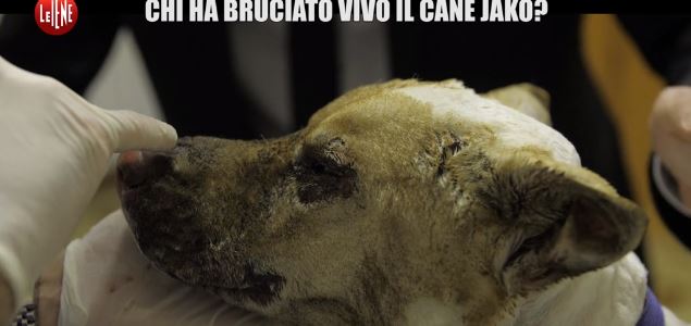 le-iene-jako-bruciato-vivo-2