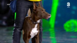 Italia's Got Talent 2020 finale Emanuele e cane Chico-10